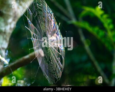 Fils de soie d'une toile d'araignée brillant sous la lumière du soleil. Ishigaki, Okinawa, Japon. Banque D'Images