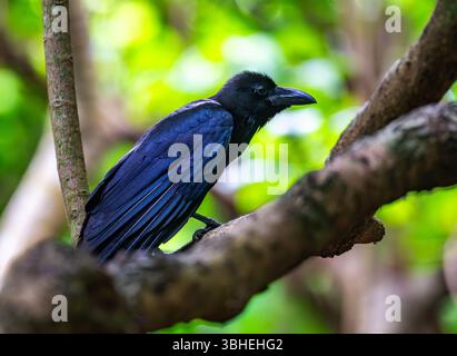Corvus macrorhynchos (Corvus macrorhynchos) perché sur un arbre dans la forêt. Ishigaki, Okinawa, Japon. Banque D'Images