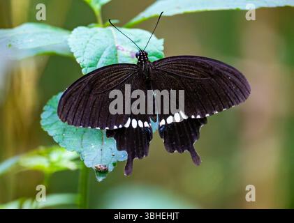 Papillon à queue d'araignée mormon commun (Papilio polytes) perché sur une feuille verte. Ishigaki, Okinawa, Japon. Banque D'Images