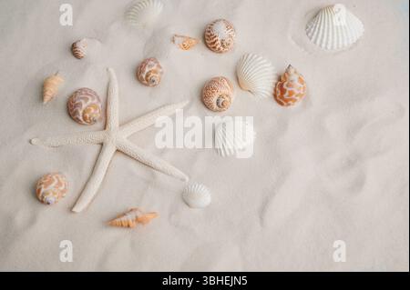 Cueillette de coquillages et une étoile de mer sur la plage de sable fin lors d'une journée d'été ensoleillée Banque D'Images