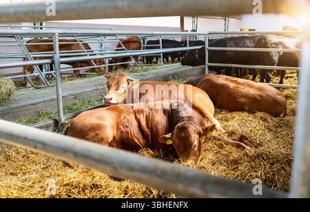 Bétail se reposant à l'intérieur de la grange de la ferme d'élevage Banque D'Images