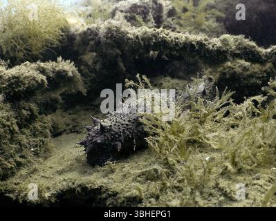 Un concombre de la mer Noire (Holothuria forskali) à Tarragone, Espagne Banque D'Images