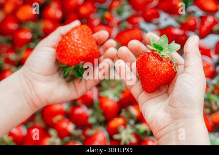 Mains tenant des fraises mûres sur un fond vibrant rempli de plus de fraises. L'image capture la fraîcheur et l'attrait de ces juteux Banque D'Images