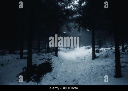 Une forêt sombre et enneigée où les arbres sont fortement drapés dans une épaisse couche de neige blanche, créant une atmosphère hivernale sereine Banque D'Images