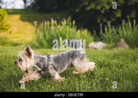Un Yorkshire Terrier profite d'une course ludique dans une prairie verdoyante. Un heureux Yorkshire Terrier traverse une prairie verdoyante par une journée ensoleillée, showcas Banque D'Images