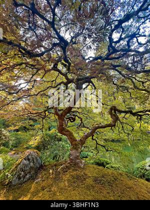 L'arbre de vie vertical - Portland Japanese Garden, Oregon Banque D'Images
