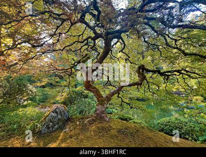 L'arbre de vie - Portland Japanese Garden, Oregon Banque D'Images