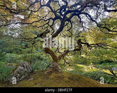 Érable sur la colline - Portland Japanese Garden, Oregon Banque D'Images