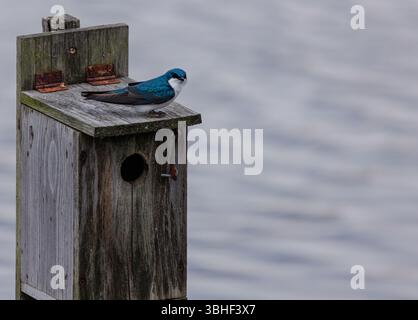 Une hirondelle d'arbre perche au sommet d'un nichoir en bois altéré près de l'eau, son plumage bleu irisé brillant sur un fond doux et ondulé. Banque D'Images