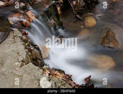 L'eau lisse et coulante coule en cascade sur les rochers dans un ruisseau forestier, entouré de feuilles d'automne et de mousse, capturé dans une scène de nature paisible et longue exposition Banque D'Images