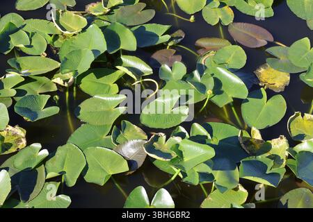 Groupe de nénuphars flottant dans le lac Banque D'Images