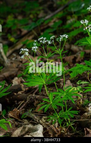Des fleurs blanches parfumées de bois doux poussent dans un cadre boisé serein prospère parmi les riches feuilles vertes et le feuillage tombé sur le sol de la forêt. Banque D'Images