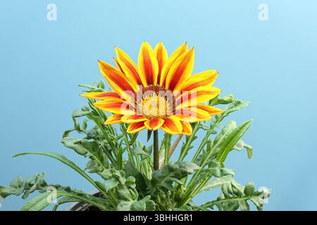 Gros plan de Gazania Splendens avec une fleur et des feuilles. Photo avec maximisation de la profondeur de champ sur fond bleu. Banque D'Images