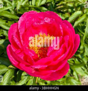 Fleur de Corail Fay pivoine en gros plan poussant dans le jardin. Rouge vif une fleur, macro. Photo de haute qualité Banque D'Images