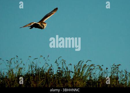 Un seul hibou adulte de la grange surveille le sol alors qu'il est sur l'aile pendant une chasse en soirée Banque D'Images
