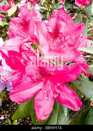 Gros plan de Rhododendron, probablement Rhododendron catawbiense, communément appelé rhododendron de Catawba ou rosebay de montagne. Concept de fleurs Banque D'Images
