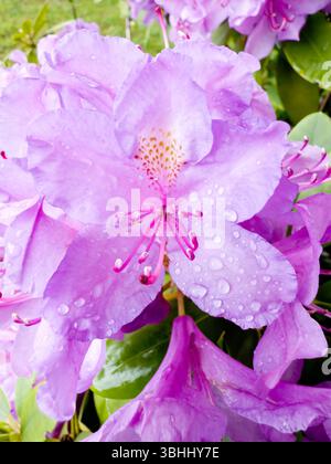 Gros plan de Rhododendron, probablement Rhododendron catawbiense, communément appelé rosebay de montagne. Concept de fleurs Banque D'Images