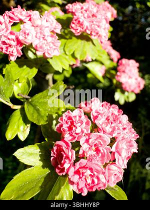 En gros plan, l'aubépine, probablement Crataegus laevigata ou aubépine anglaise, connue pour ses fleurs roses Banque D'Images