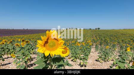 Tournesols sur le terrain face au Soleil. Provence, France. Banque D'Images