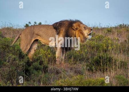 Puissant lion (Panthera leo) rugissant dans la nature près de Gqeberha, Cap oriental, Afrique du Sud. Capture la force brute et la majesté - idéal pour la faune, safa Banque D'Images