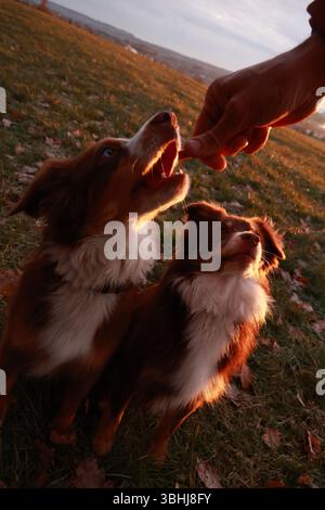 Deux chiens sont debout dans un champ Banque D'Images