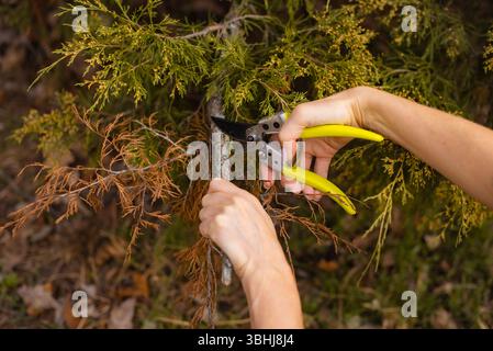 les mains de femme élaguant la branche sèche avec des sécateurs à main dans le jardin à feuilles persistantes Banque D'Images
