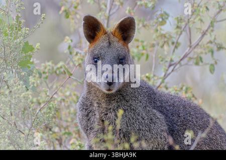 Un wallaby des marais gris pâle et brun (Wallabia bicolor) regarde dans la caméra se nourrissant dans les buissons du parc national des Brisbane Ranges, Victoria, Australie Banque D'Images