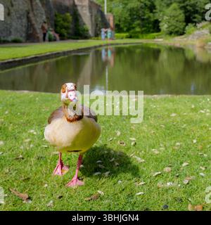 Oies dans l'ancienne résidence de la famille Courtauld à Eltham, dans le sud de Londres, rattachée au palais Elthem, maison préférée de Henry Vlll. Banque D'Images