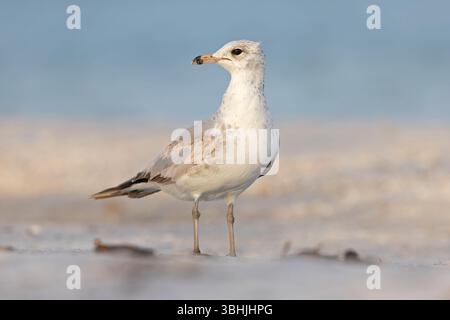 Un goéland adulte à bec annulaire (Larus delawarensis) sur la plage. Banque D'Images