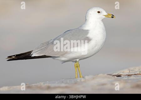 Un goéland adulte à bec annulaire (Larus delawarensis) sur la plage. Banque D'Images