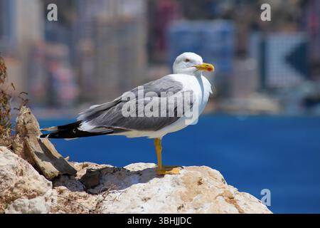 Mouette perchée sur la roche côtière avec une ligne d'horizon urbaine en arrière-plan, des détails nets et un contraste entre la nature et le paysage urbain. Banque D'Images
