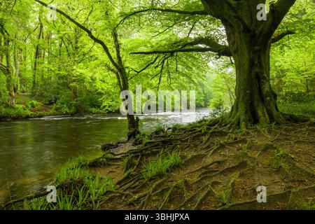 Système racinaire d'un hêtre commun (Fagus sylvatica) exposé par la rivière Dart dans le bois de Hembry dans le parc national de Dartmoor, Devon, Angleterre. Banque D'Images