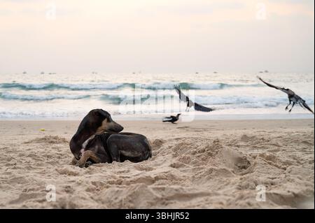 Chien de rue sans abri se relaxant sur la plage de Goa, Inde, abandonné, animal errant, chiot indien Pariah par la mer Banque D'Images