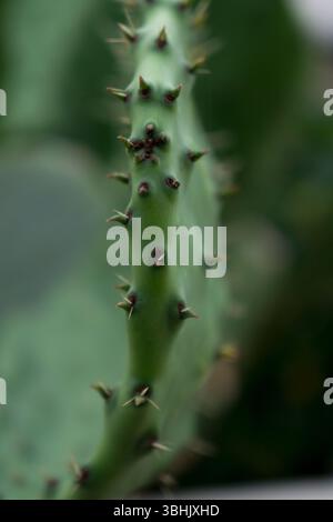 Macro gros plan d'un tampon de cactus avec des épines pointues et une texture verte Banque D'Images