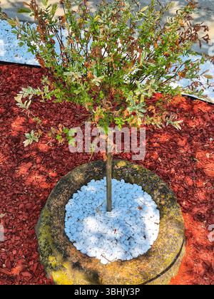 Décoration décorative pour fleurs et jardin. beau parterre de fleurs. galets blancs décoratifs Banque D'Images