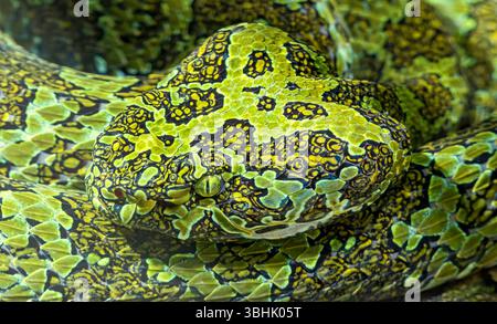 Vue rapprochée d'une vipère à fosse de Mangshan (Protobothrops mangshanensis) Banque D'Images