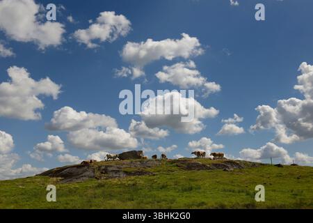 Vaches sur une colline dans le champ Banque D'Images