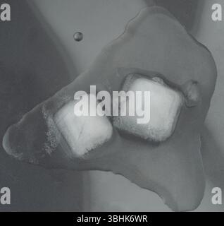 Deux glaçons frais fondants au-dessus de la vue macro en gros plan Banque D'Images