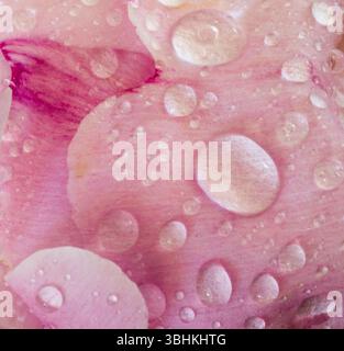WA26623-00....WASHINGTON - gouttes d'eau sur une fleur de pivoine rose. Banque D'Images
