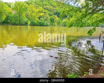 Nutria dans un étang, Nutria nageant dans la rivière de printemps Berunka près de Karlstejn, République tchèque. Photo de haute qualité Banque D'Images
