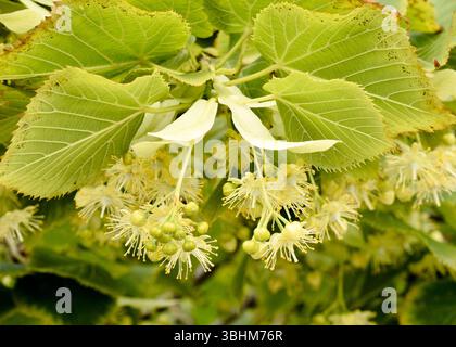 Détail des bourgeons floraux de tilleul Tilia × europaea L. en développement au printemps, montrant les premiers stades de la formation de l'inflorescence Banque D'Images