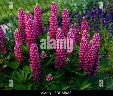 Une belle parcelle de lupins roses fleurissant dans le jardin. Gros plan. Banque D'Images