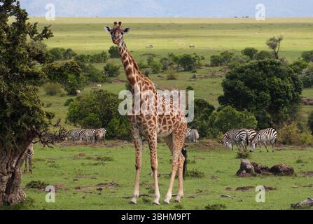 Girafe unique tournée vers l'avant avec plusieurs zèbres broutant en arrière-plan. Les plaines du Masai Mara au Kenya, Afrique s'estompent au loin. Banque D'Images