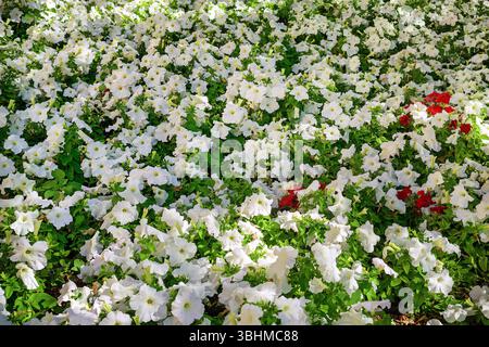 Parterre de fleurs dans le parc de la ville, densément couvert de pétunias blancs en fleurs et de fleurs rouges dispersées. Endroit ombragé par une journée ensoleillée. Banque D'Images