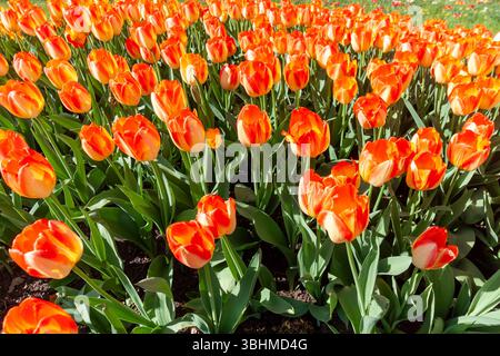 Une vue éclatante et à angle élevé capture un champ dense de tulipes orange et rouges brillantes, prélassées par la lumière du soleil. Les feuilles vertes luxuriantes des tulipes Banque D'Images