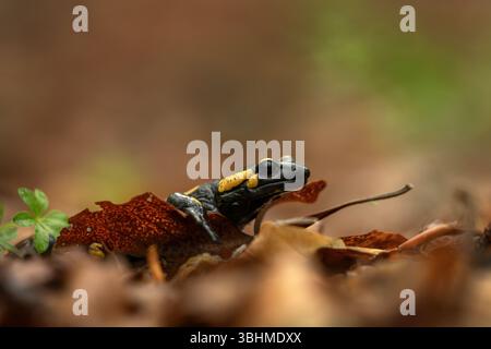 Triton repéré dans la forêt. Lézard noir avec des taches jaunes. Mlok sur le sol dans les feuilles. Banque D'Images