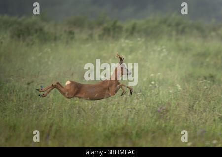 Un cerf est attrapé en plein air alors qu'il saute à travers un champ herbeux. Le fond est plein de végétation verte. Le mâle du chevreuil s'enfuit. Banque D'Images