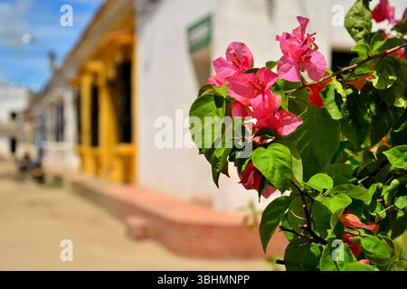 MOMPOX Bolívar COLOMBIA Lilas veraneras fleurs se détachent dans une rue de façades coloniales à Mompox, Caraïbes colombiennes. Banque D'Images