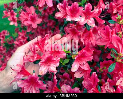 Beau buisson de fleur d'azalée rose dans le parc. Fleurs d'azalée roses. Floraison printanière. Les mains des femmes touchent délicatement les fleurs d'azalée. Banque D'Images