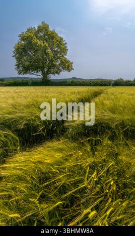 Golden Barley Field sous un ciel d'été dans la campagne du Sussex de l'est Banque D'Images